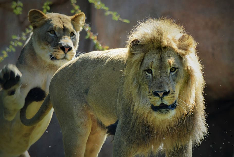 lioness, safari park, san diego, lion - Feline, wildlife, carnivore, HD wallpaper