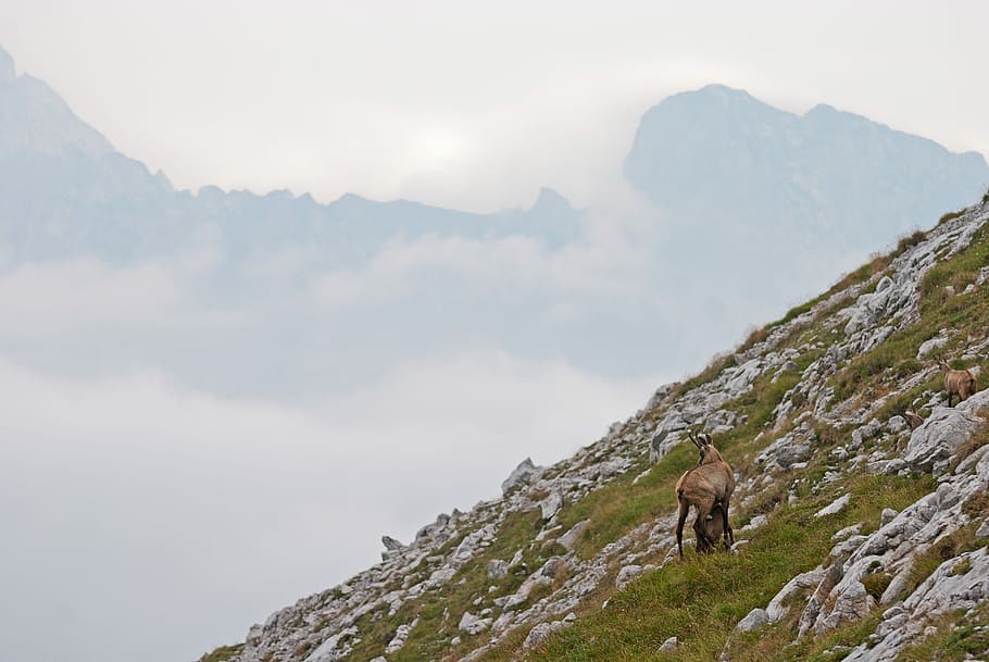 brown animal on the mountain photo during cloudy sky, nature HD wallpaper