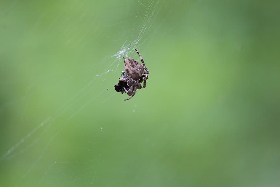 spider, natural, green, animal, animal themes, animal wildlife HD wallpaper