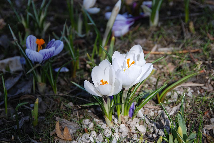 Crocus, Lichtspiel, Spring, Flowers, flora, plant, botany, close HD wallpaper