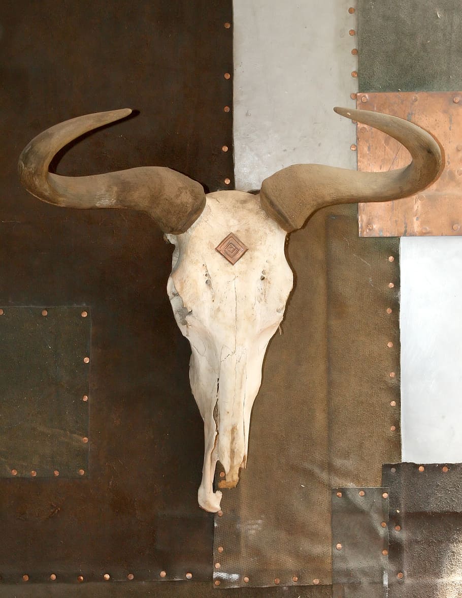 photo of animal skull, age, aged, bleached, bone, bones, bull
