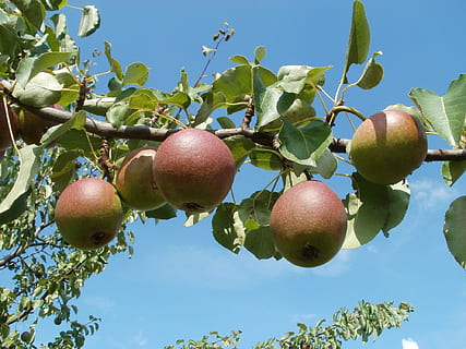 apple, trees, meadow, orchards, nature, green, fruit, garden HD wallpaper