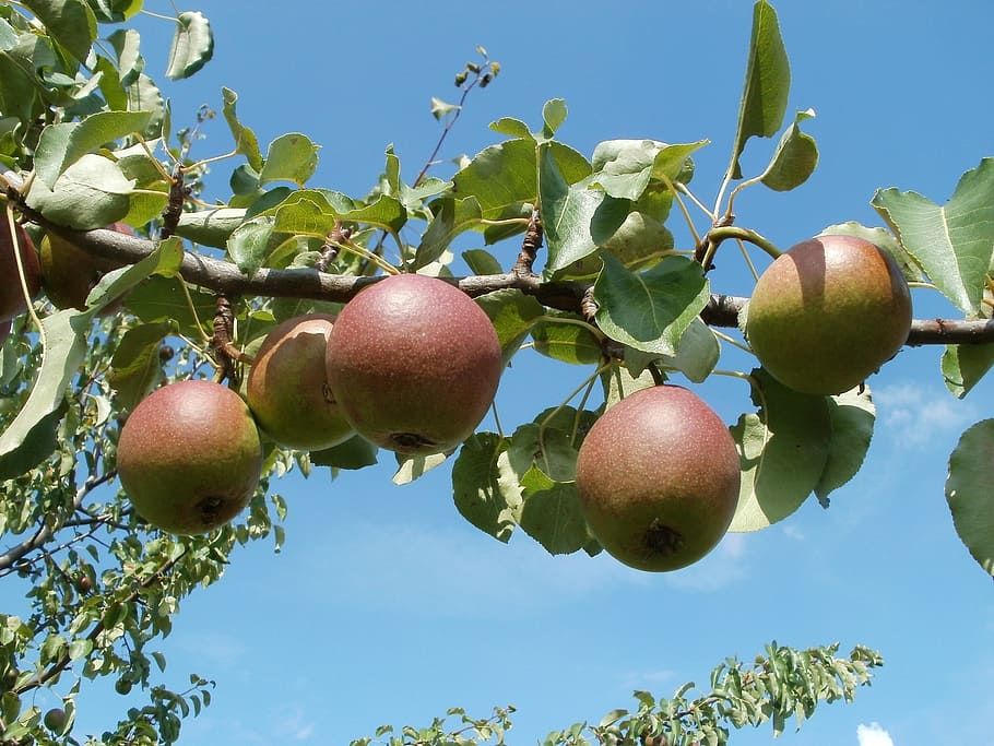 apple, trees, meadow, orchards, nature, green, fruit, garden HD wallpaper