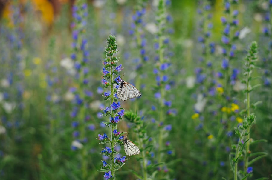 White Butterflies on Purple Flowers, bloom, blooming, blossom HD wallpaper