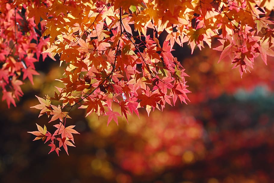 close-up photo red and brown maple leafs, landscape, tree, autumn HD wallpaper