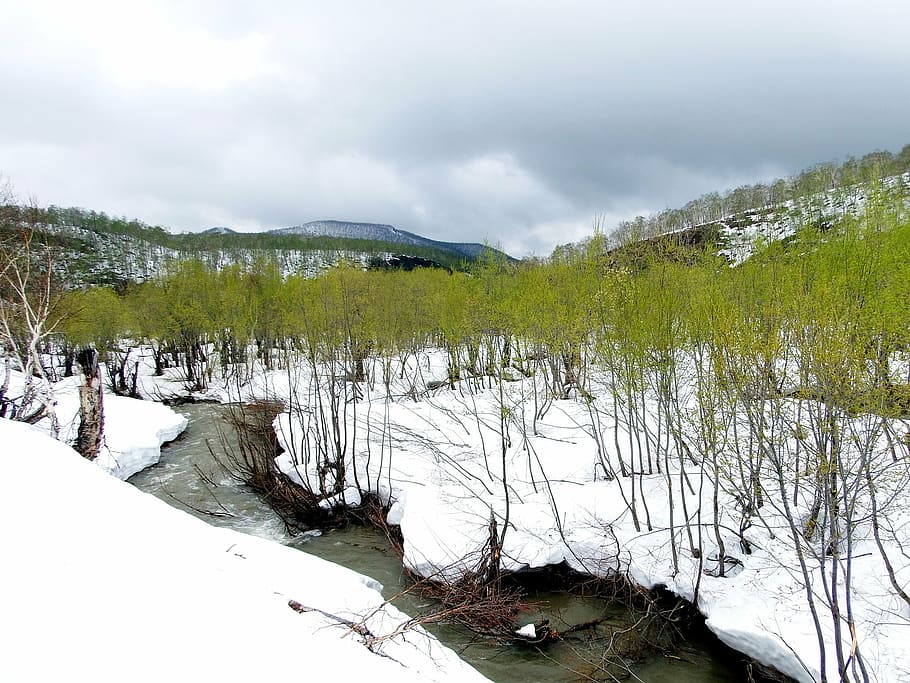 spring, winter, summer, greens, meltwater, creek, snow, snowdrifts HD wallpaper