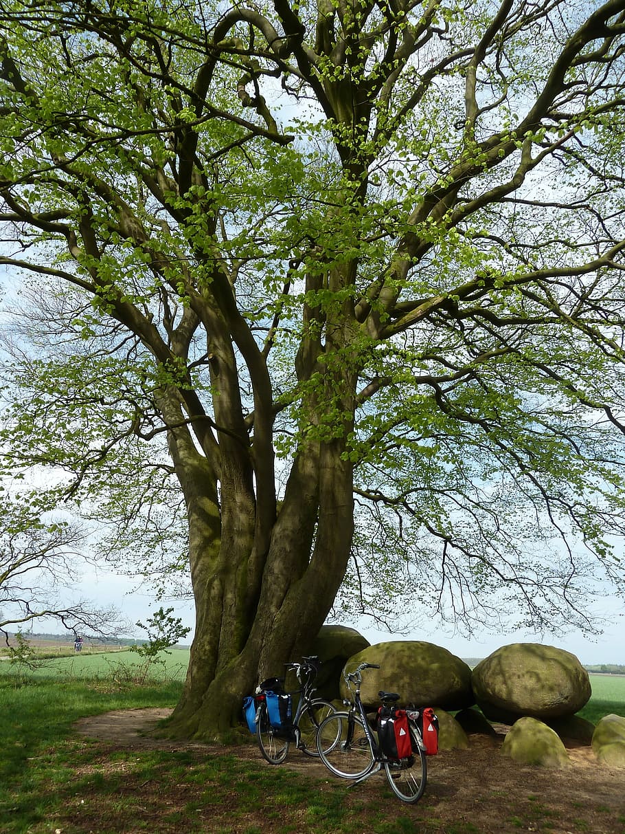 Cycling, Bicycle Tour, Trees, Dolmen, stones, break time, outdoors