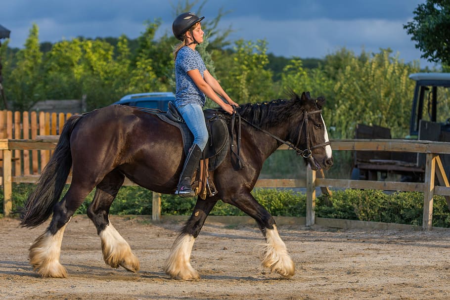 Horse Riding, Riding, Horses, Farm, stallion, ranch, nature