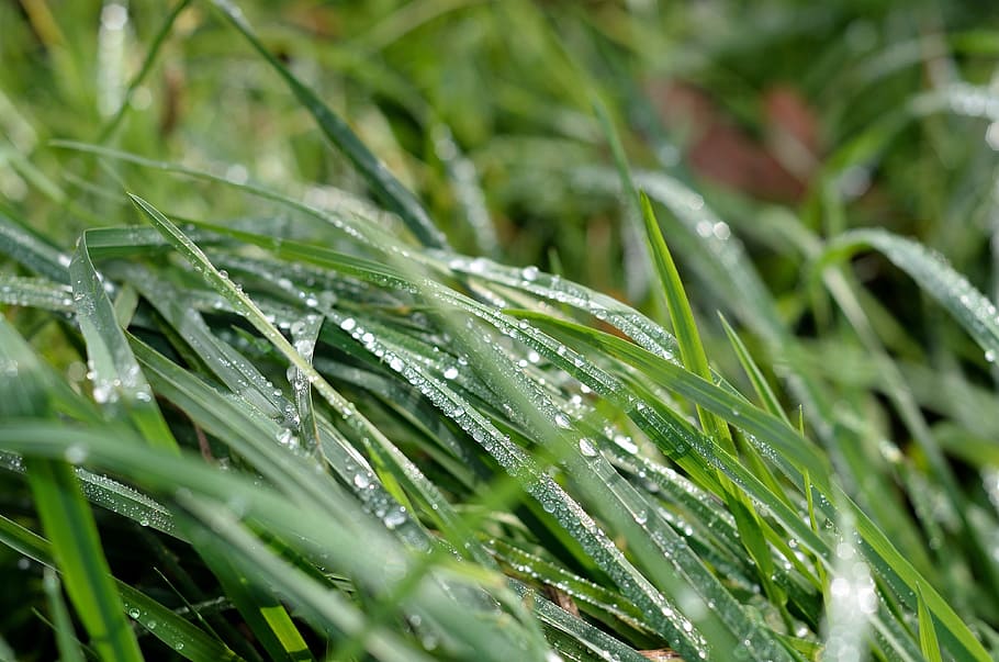 Grass, Green, Dew, Nature, wassertrofpen, drip, macro, frisch HD wallpaper