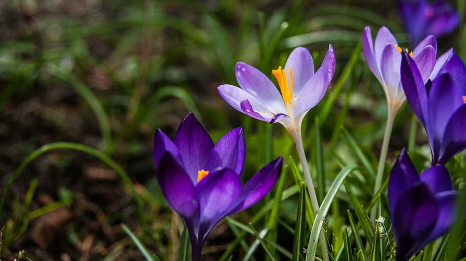flower, crocus, spring, flowers, nature, purple, crocuses, garden HD wallpaper
