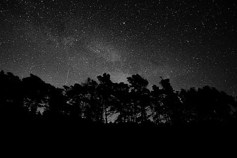 silhouette of forest during nighttime, silhouette photo of trees under starry sky HD wallpaper