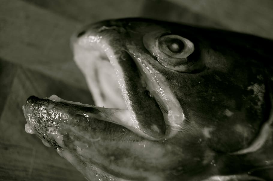fish, slaughtered, fished, salmon, black, white, death, eye, HD wallpaper