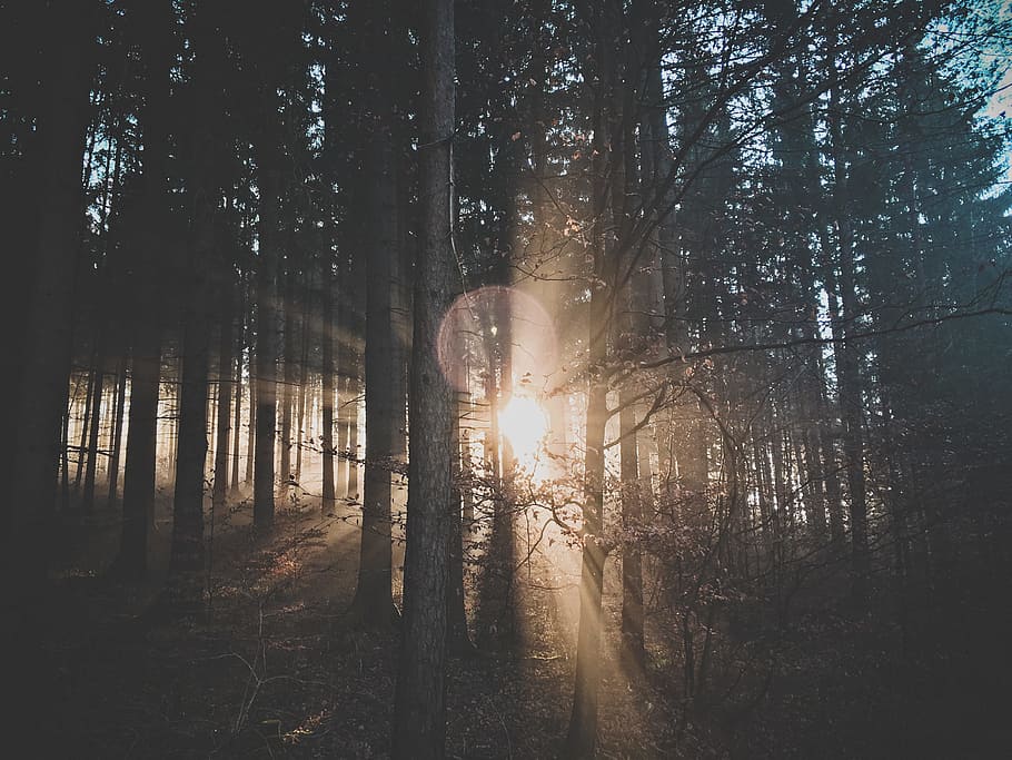 silhouette of trees, pine trees during sunset, green leaf, photo HD wallpaper