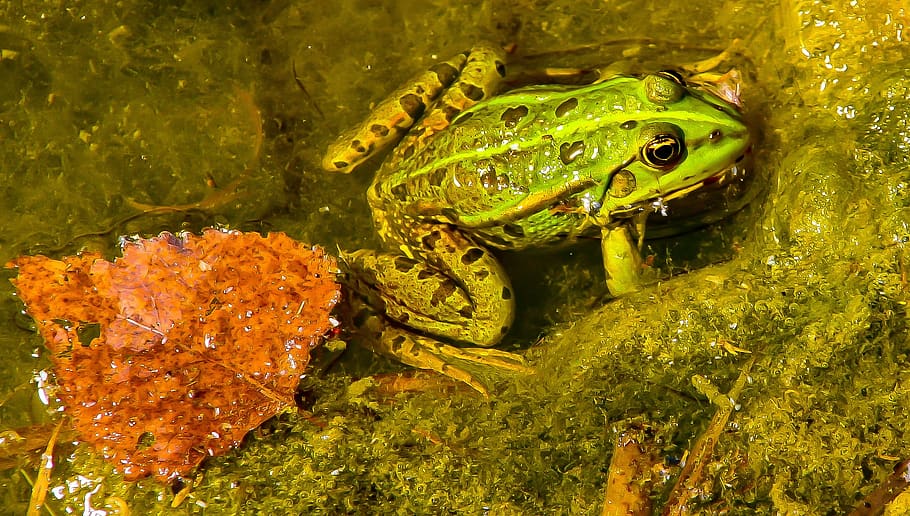 frog, green frog, animal, pond inhabitants, aquatic animal, HD wallpaper