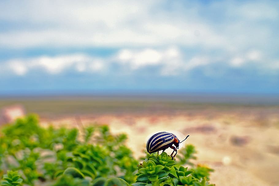 potato beetle, insect, pest, salt premiere, north sea, nature HD wallpaper