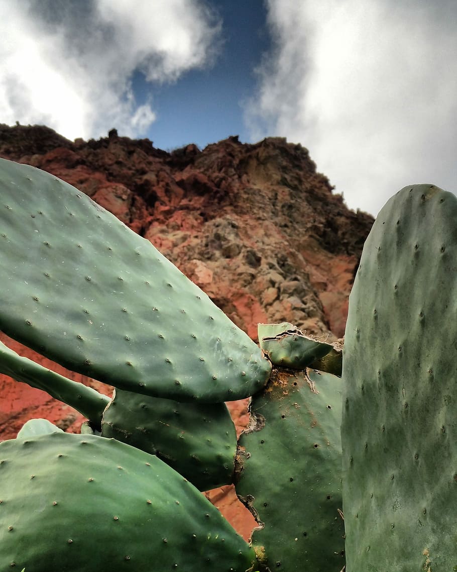 Cactus, Nature, Leaves, Fig, mountain, desert, thorn, green color HD wallpaper
