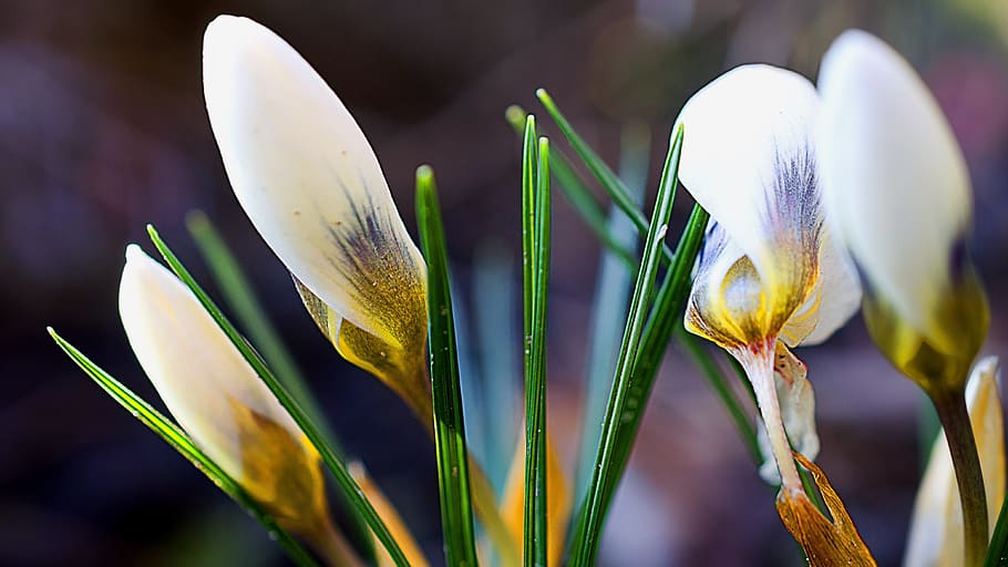 crocus, crocus flower, white, spring, bulbous flowers, photos HD wallpaper