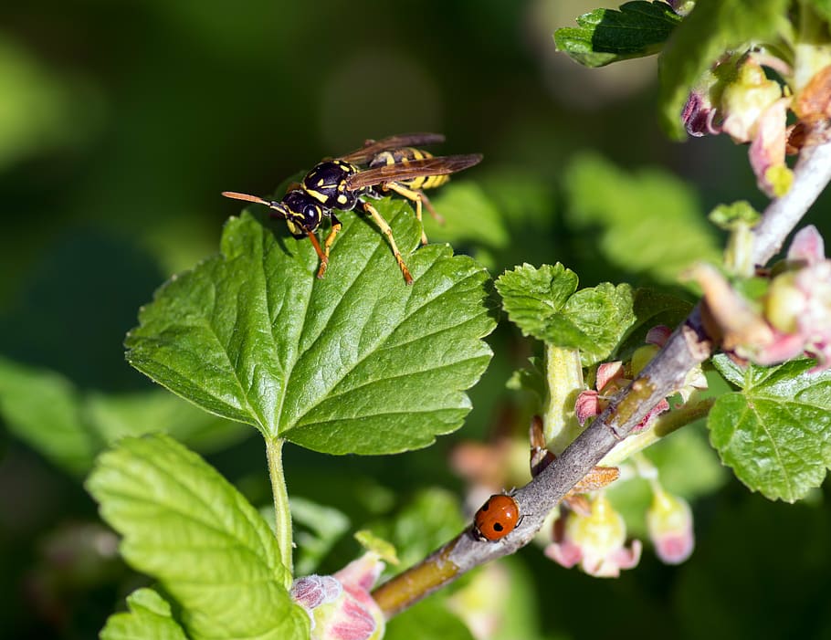 wasp, ladybug, cassis, animal wildlife, animals in the wild HD wallpaper