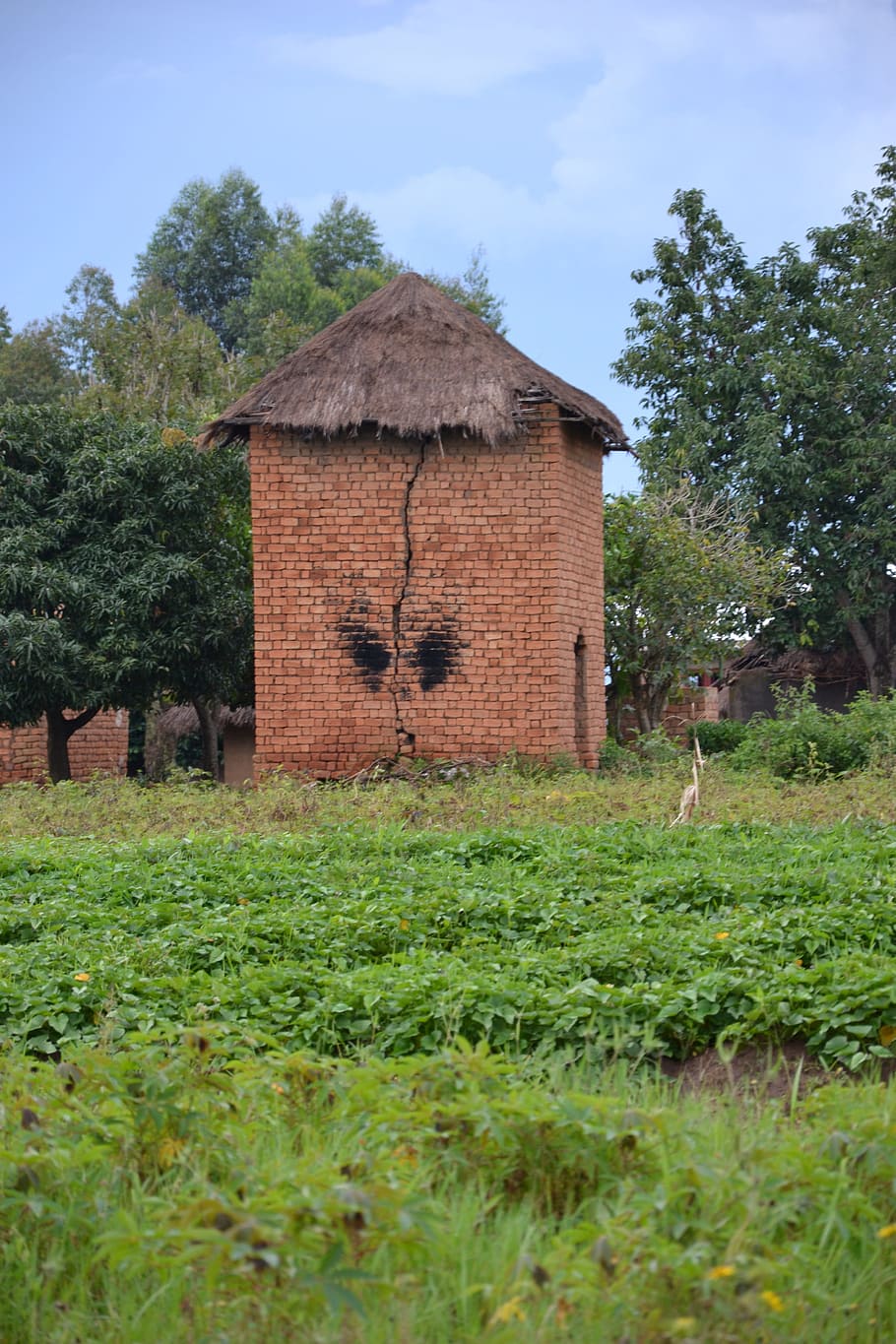 drying tower, uganda, agriculture, plant, built structure, architecture HD wallpaper