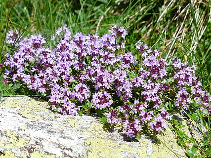flowers on rock, Thyme, Blossom, Bloom, light purple, violet HD wallpaper