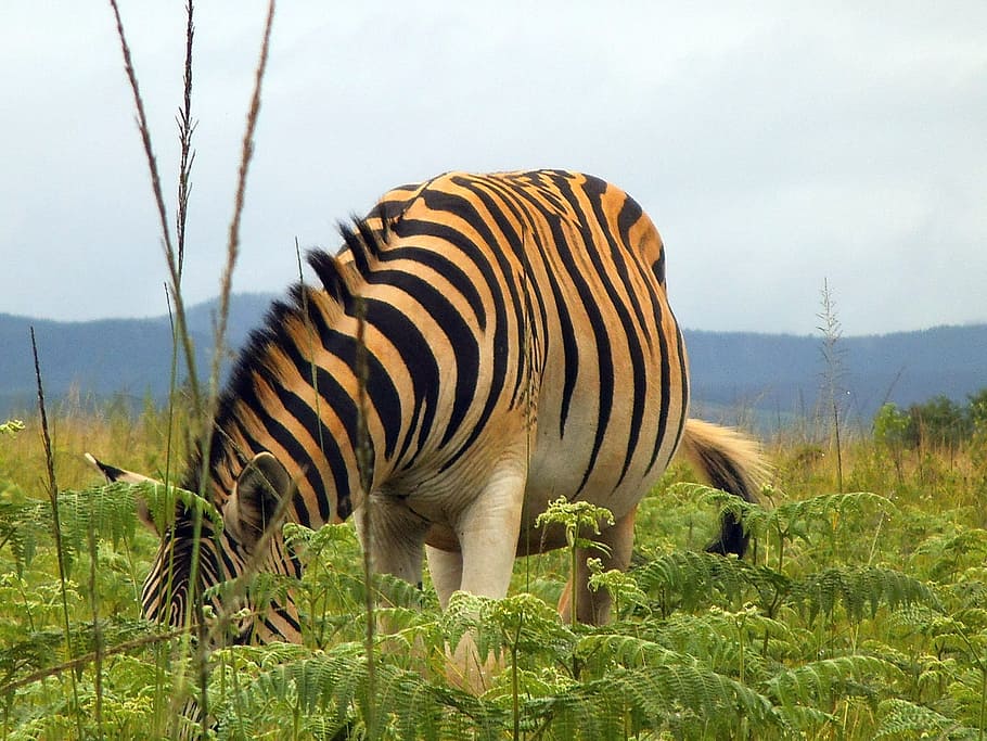 zebra, nature, animal, swaziland, animal themes, animal wildlife