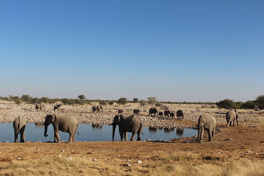 elephants, namibia, wild, nature, animal themes, mammal, group of animals HD wallpaper