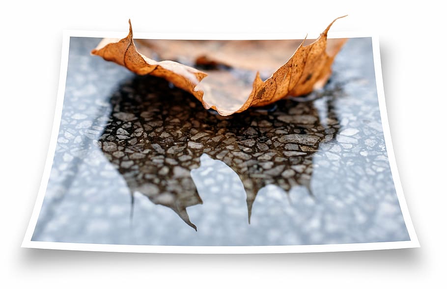 shallow focus photo of brown leaf, marble, rain, water, mirroring HD wallpaper