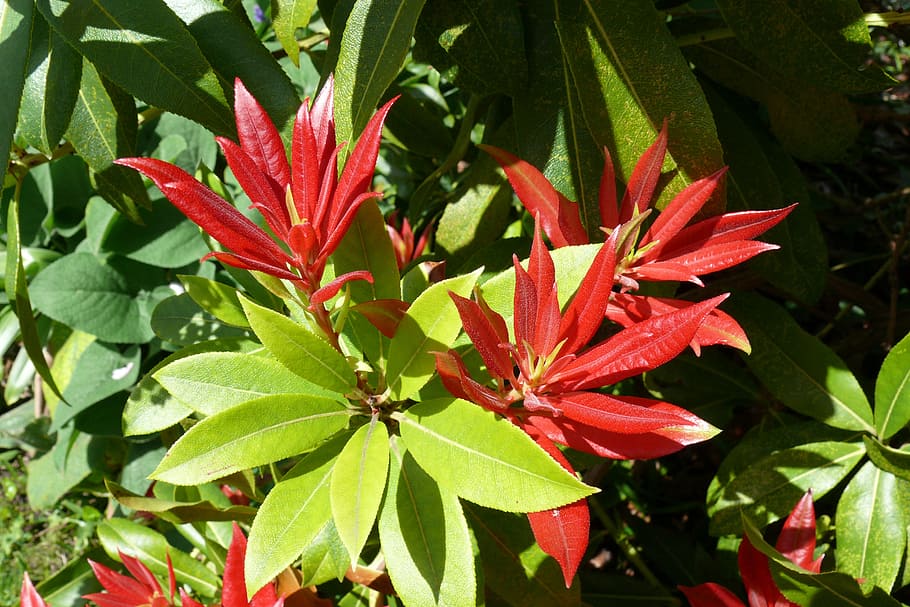 pieris, shrub, spring, bush, red, leaf, foliage, garden, plant HD wallpaper