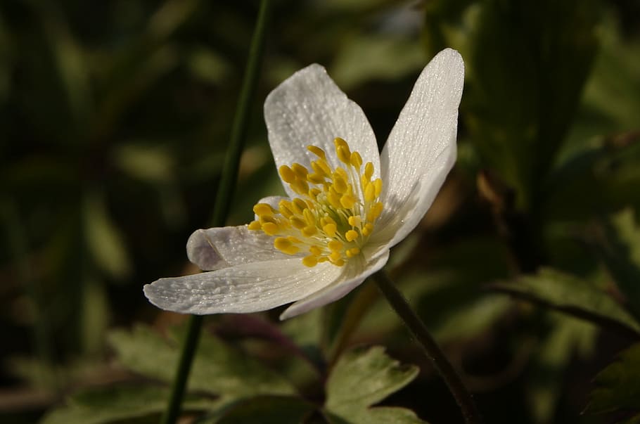 Macro, Anemone, Theca, Summer, the delicacy, flower, flowers HD wallpaper