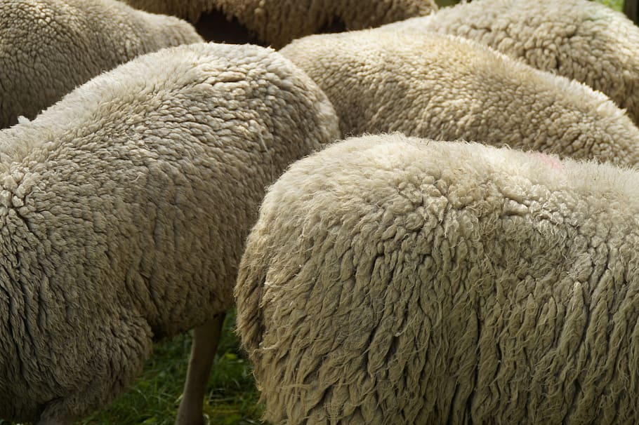 sheep breeding, wool, fur, sheepskin, wool white, soft, close, HD wallpaper