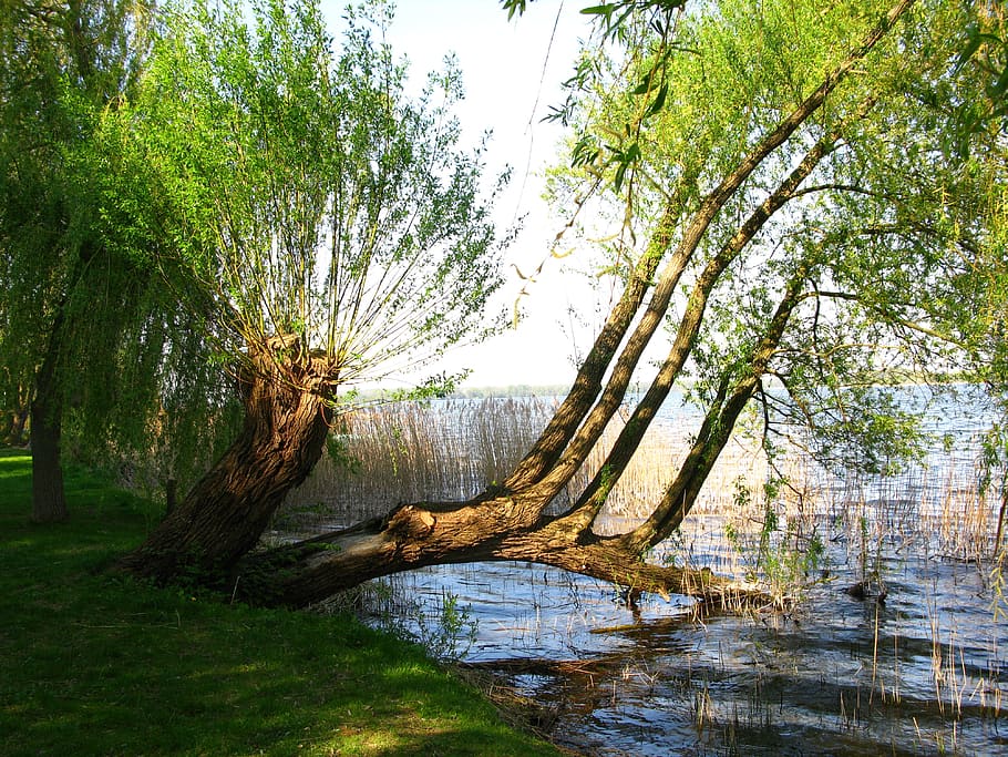 weeping willow, pasture, tree, lakeside, water, plant, nature, HD wallpaper