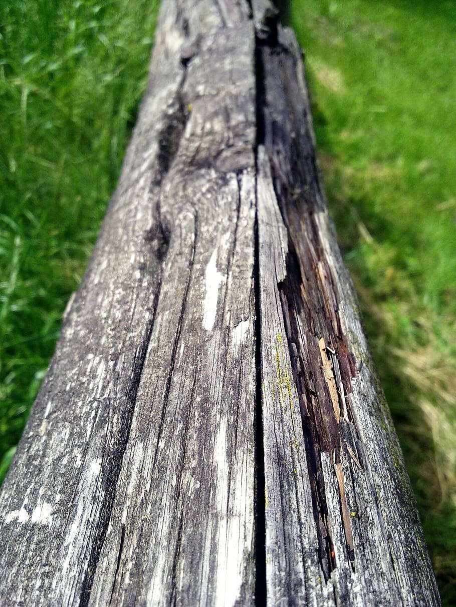 wood, grain, tree, structure, wood texture, tree grates, fence HD wallpaper