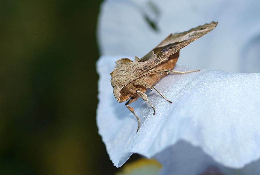 moth, insect, nature, invertebrate, one animal, animals in the wild HD wallpaper