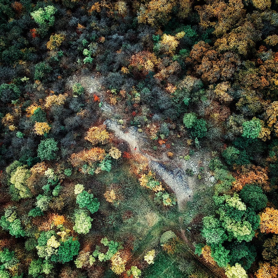 aerial photography of forest, top view photo of green trees, drone HD wallpaper