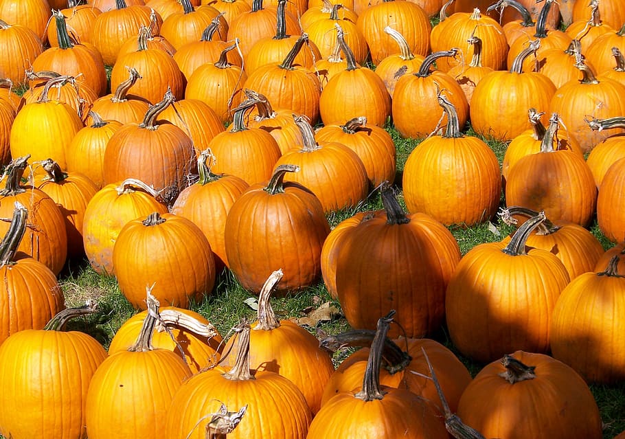 Pumpkins, Autumn, Fall, Orange, Fruits, bright, colorful, sunny HD wallpaper