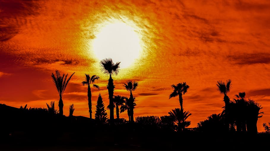 Trees, Shadows, Sun, Clouds, Sunset, sunset colors, light, nature HD wallpaper