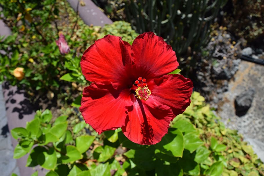 hibiscus, red, blossom, bloom, flower, flowering plant, freshness HD wallpaper