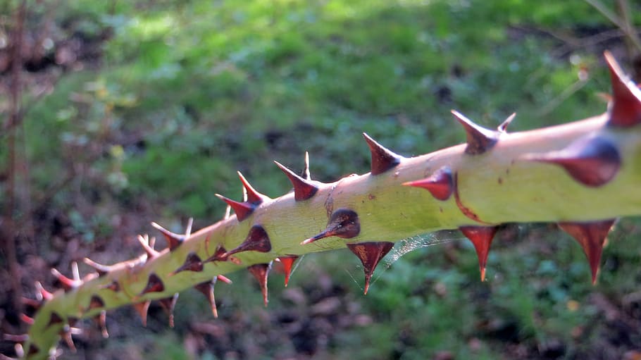 thorns, pointed, sharp, prickly, branch, bush, plant stalk, HD wallpaper