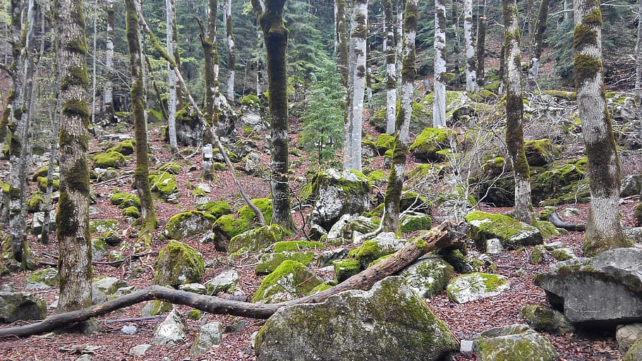 forest, autumn, stones, trees, plant, growth, tranquility, land HD wallpaper