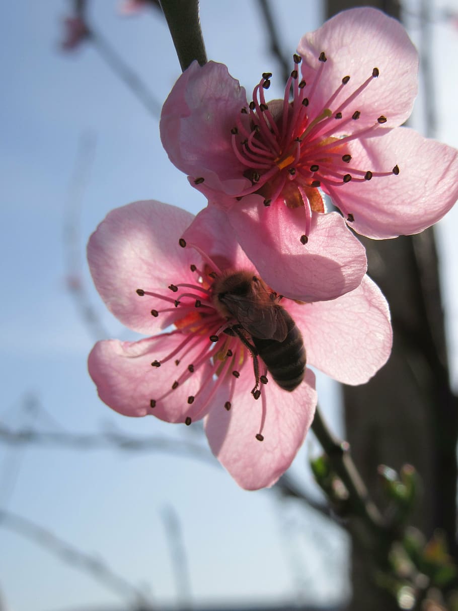 spring, flower, tree, branch, blossom, pink, tree branches HD wallpaper