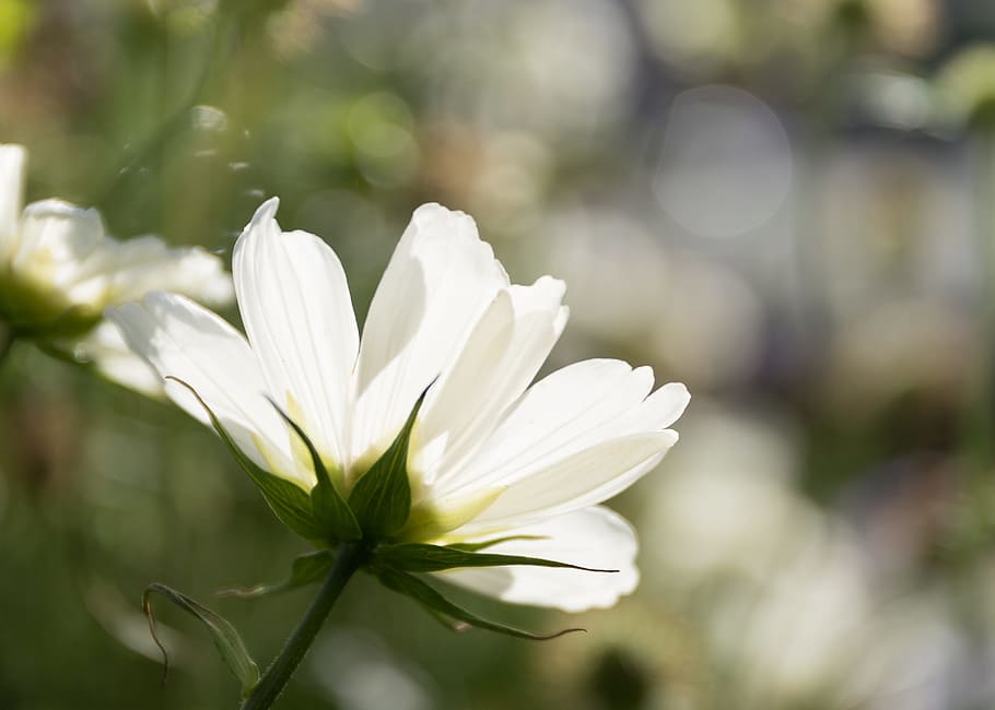 flower, cosmos, summer, sun, garden, nature, plant, white, bokeh HD wallpaper