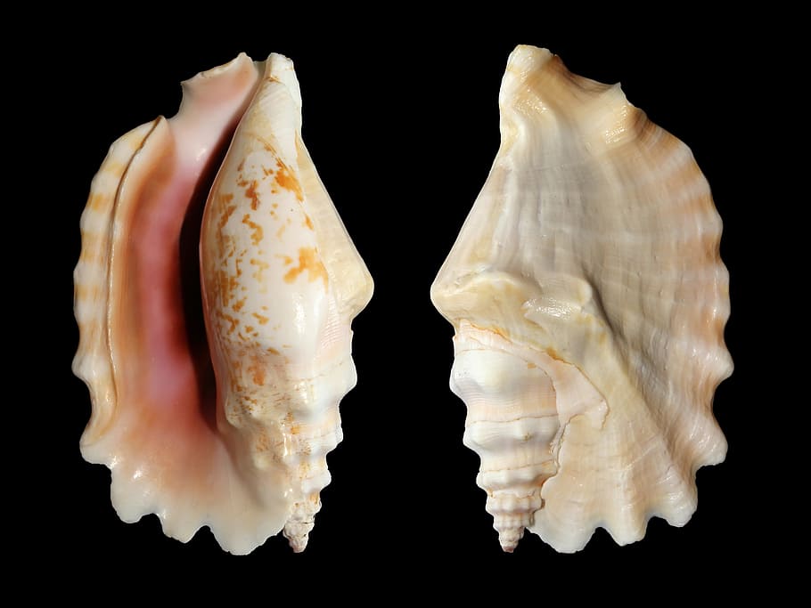 two brown-and-white shells, seashells, knobbed conch, snail, sinustrombus sinuatus, HD wallpaper