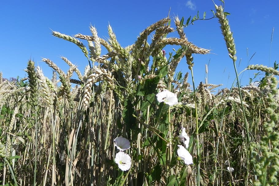 funnel thread, bindweed, wheat, spike, winds, climber, plant HD wallpaper
