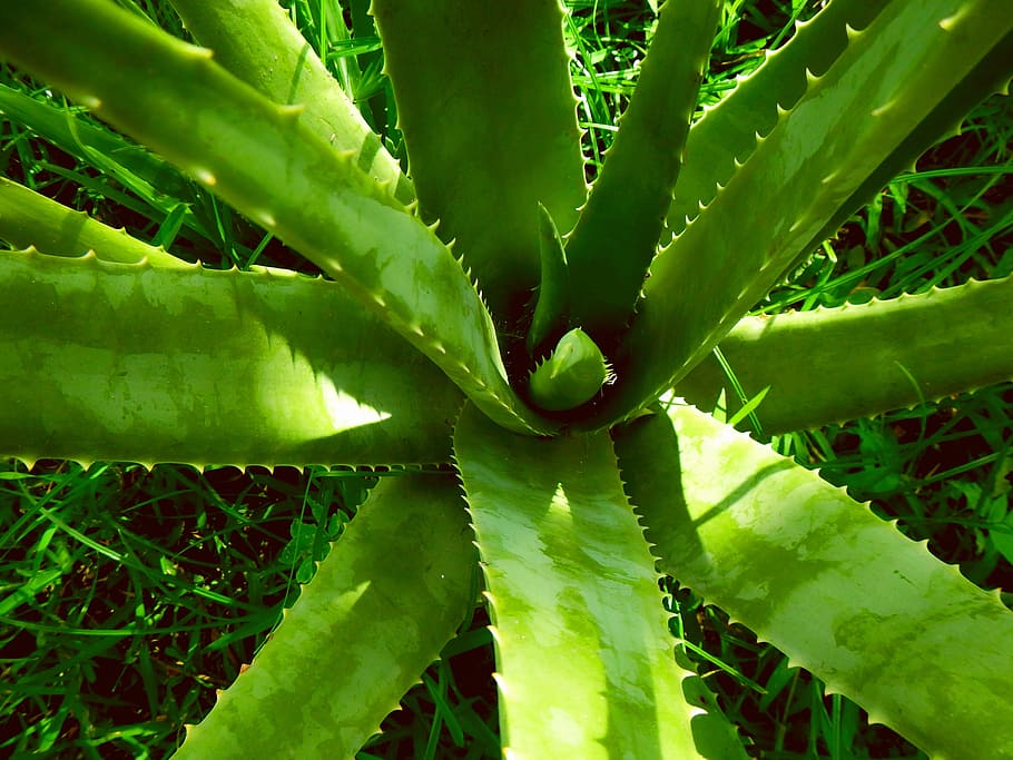 close up photography of aloe vera, sábila, plant, health, green color, HD wallpaper