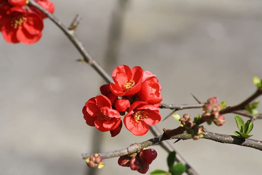 Blossom, Bloom, Chamomile, red, flower, tree, branch, twig HD wallpaper