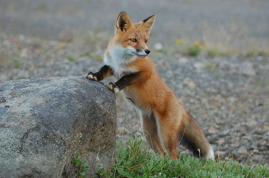brown fox, wildlife, nature, predator, vulpes vulpes, wilderness HD wallpaper