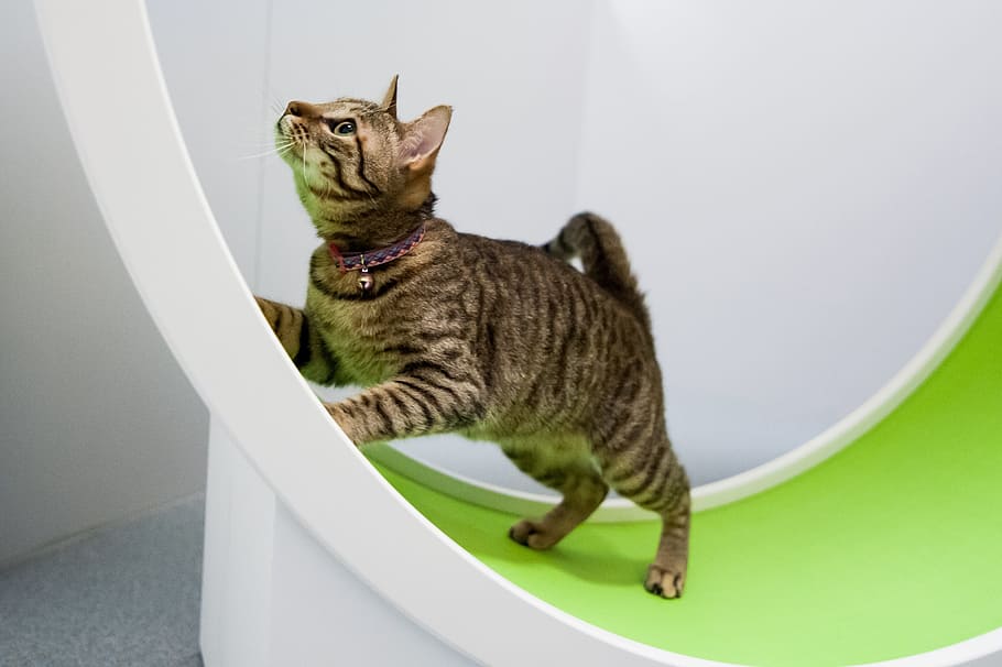 cat, cat room, kitty, mammal, pets, domestic, domestic cat HD wallpaper