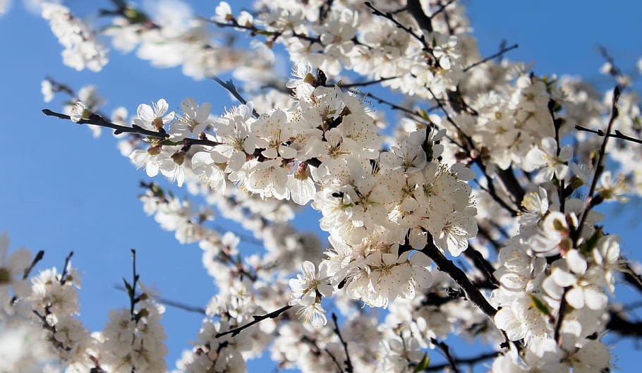cherry blossoms, spring, may, nature, plant, flowering tree HD wallpaper