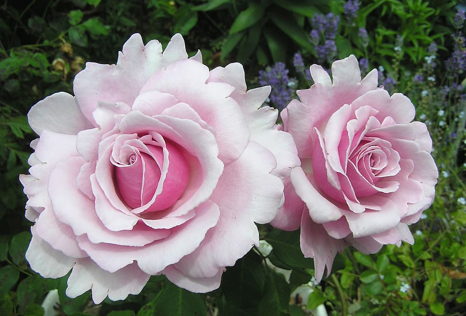 macro photography of two pink petaled flowers, heaven, scent HD wallpaper