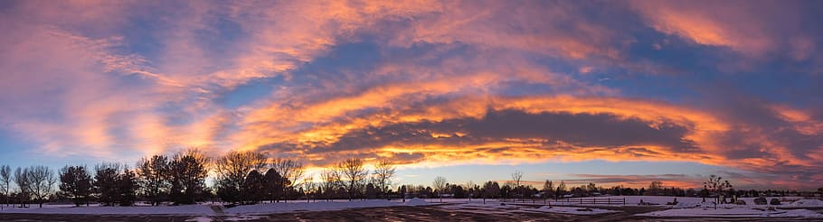 panorama photography of tree silhouette during golden hour HD wallpaper
